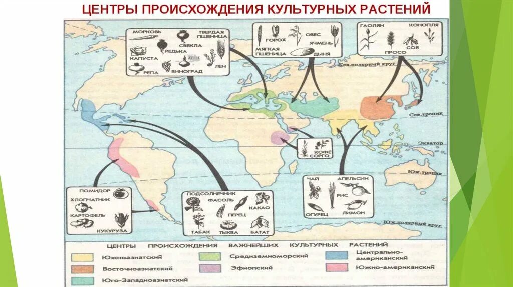 Центры происхождения культурных растений по н.и Вавилову. Центры происхождения культурных растений н и Вавилова. Центры происхождения культурных растений по Вавилову карта. Центры происхождения культурных растений ЕГЭ.