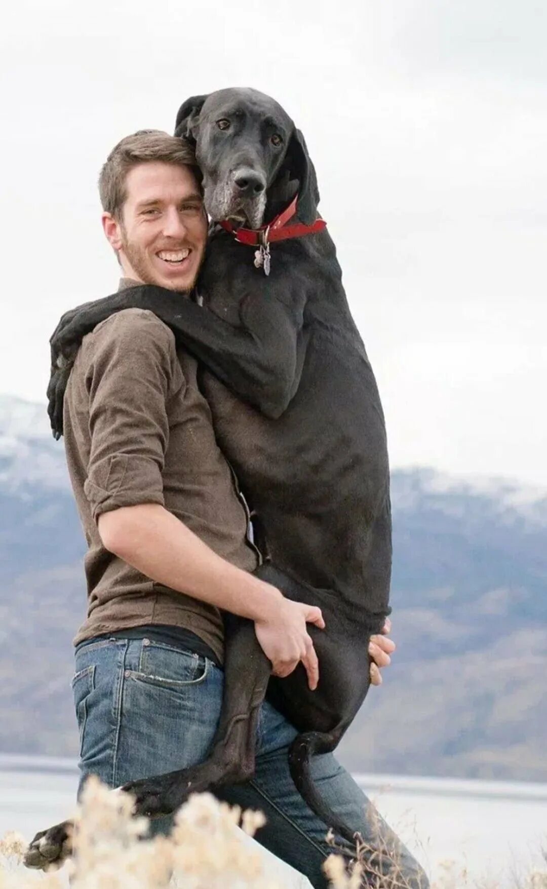 Огромный держаться. Мужчина с собакой. Мужчина с большой собакой. Хозяин собаки. Крупные собаки с хозяином.