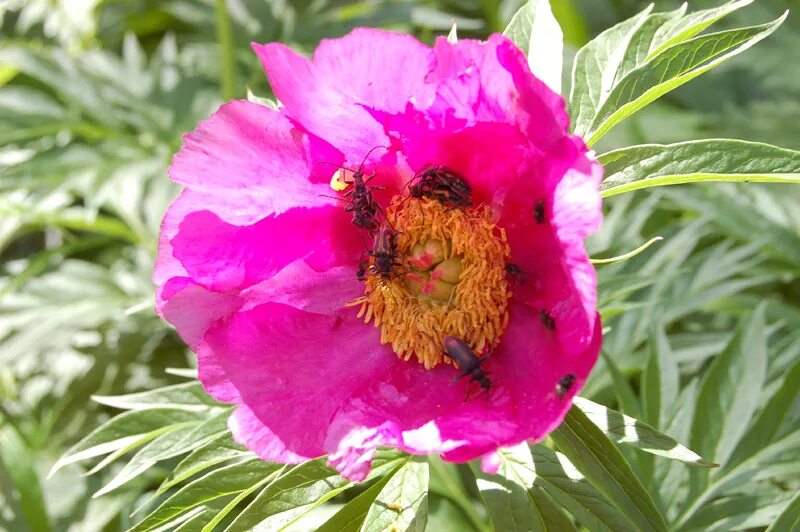 Марьин корень фото и описание. Пион Марьин корень. Марьин корень (Paeonia anomala). Пион Лесной Марьин корень. Пион Степной Марьин корень.