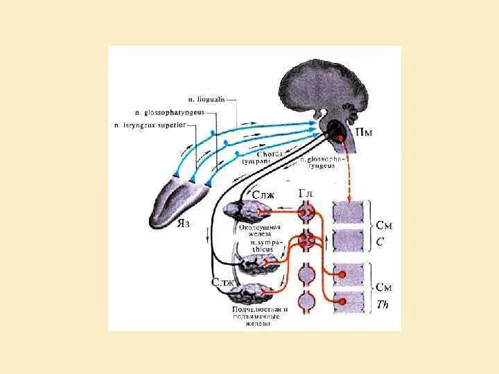Пищеварение в ротовой полости физиология. Схема регуляции пищеварения в ротовой полости. Физиологические процессы в ротовой полости. Регуляция процессов пищеварения в полости рта схема.