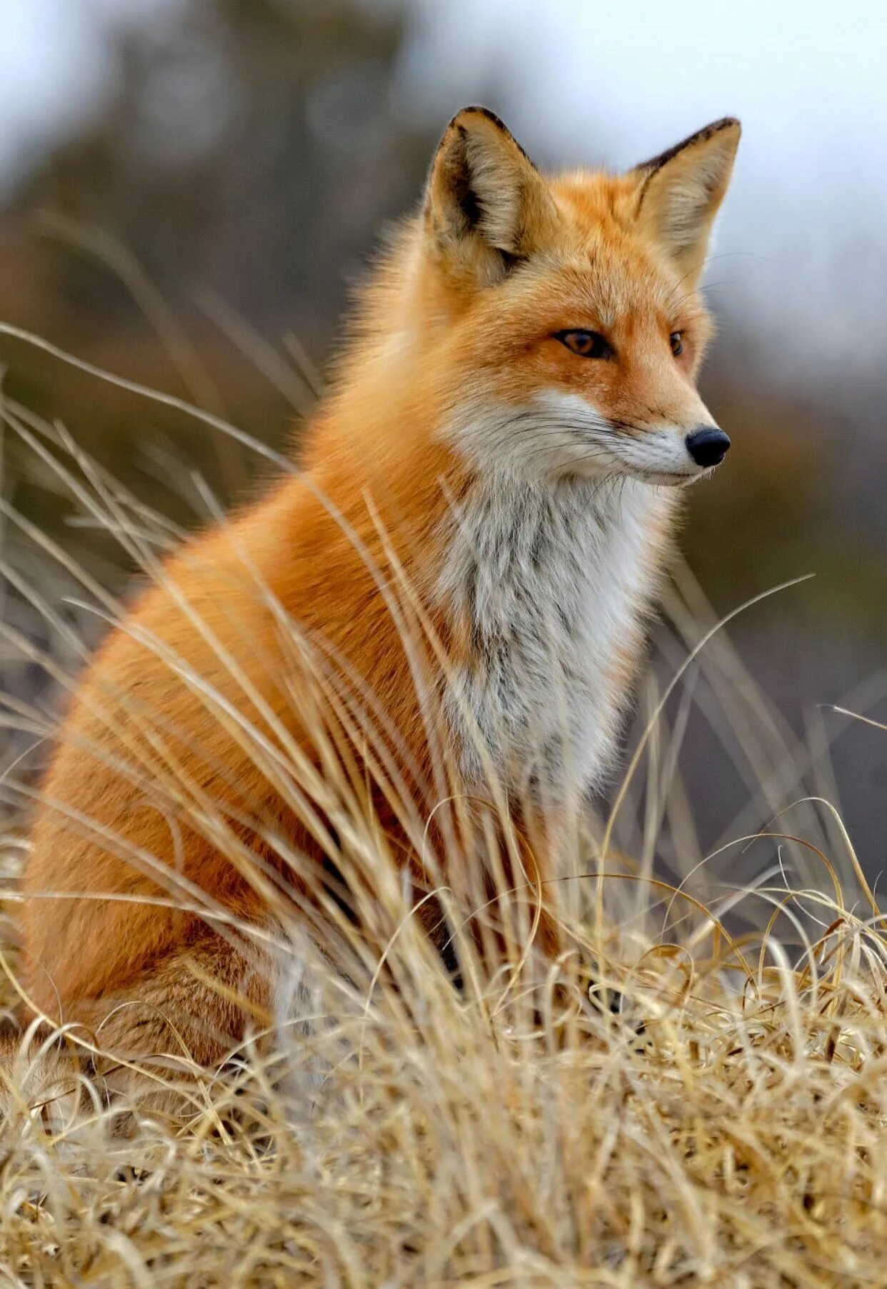 Рыжая fox. Лиса. Лиса картинка. Рыжая лиса. Красивая лиса.