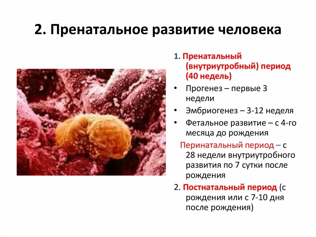 Внутриутробный период у человека длится. Пренатальное развитие. Пренатальное развитие ребенка. Пренатальный период развития это. Этапы пренатального развития.