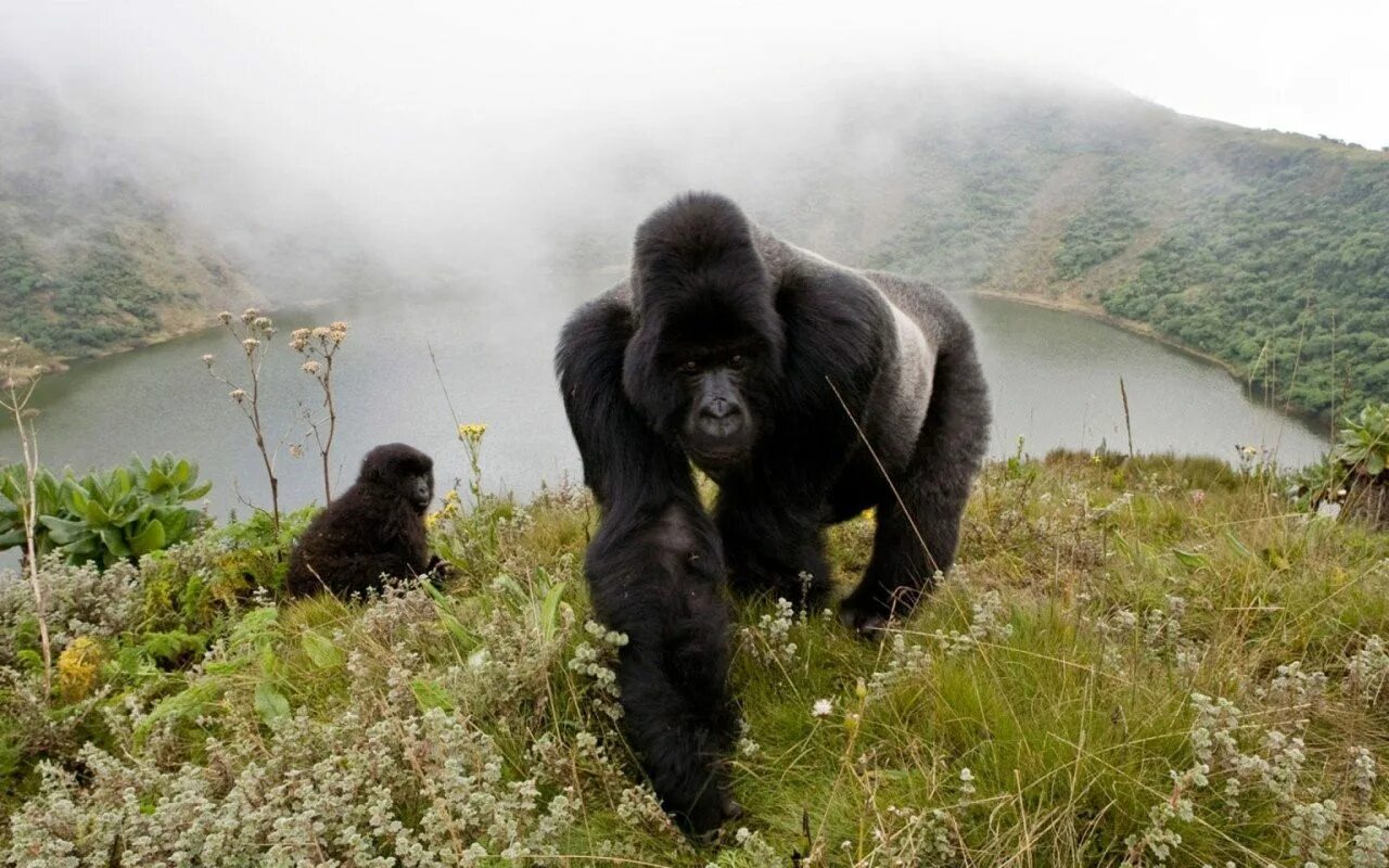 Местообитание горилл шимпанзе ленивцев леопардов ягуаров. Горилла и шимпанзе. Горилла National Geographic. Ареал обитания горилл. Горилла в природе.