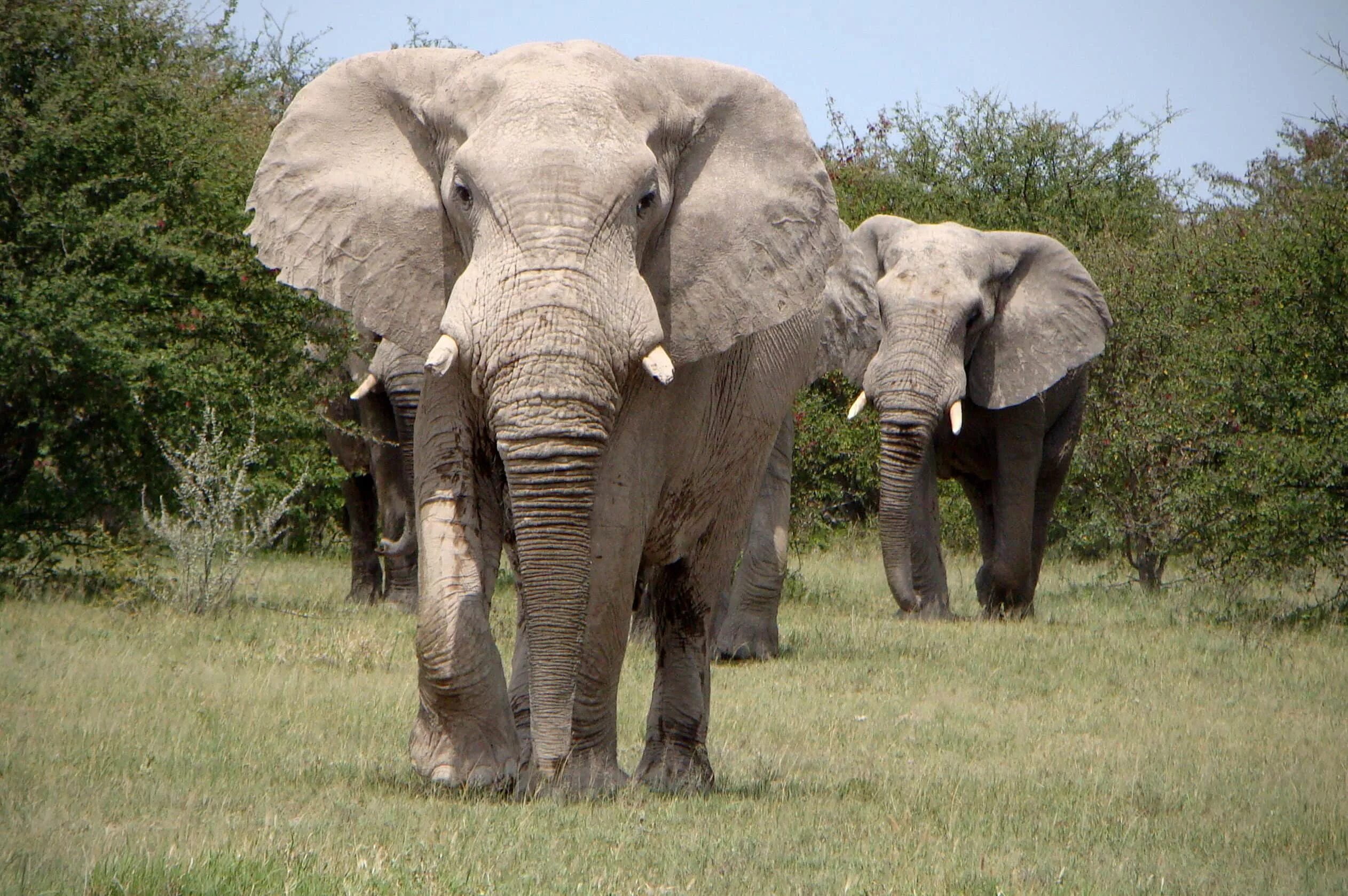 Крупные наземные млекопитающие. Саванный Африканский слон Африки. Хоботные Африканский слон. Саванновый Африканский слон. Африканский Лесной слон и саванный.