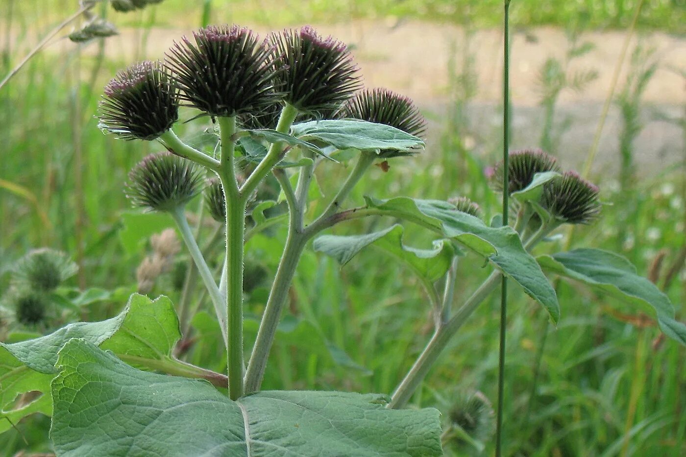 Как сделать лопух. Лопух Дубравный. Arctium nemorosum. Лопух Сибирский. Репейник малый.