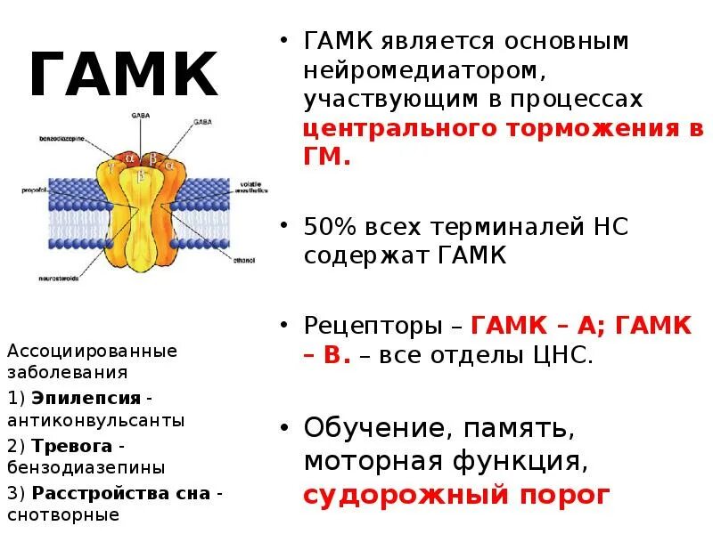 Гамк эффект. Гамк. строение гамк а рецептора. гамк структура. гамк функции.