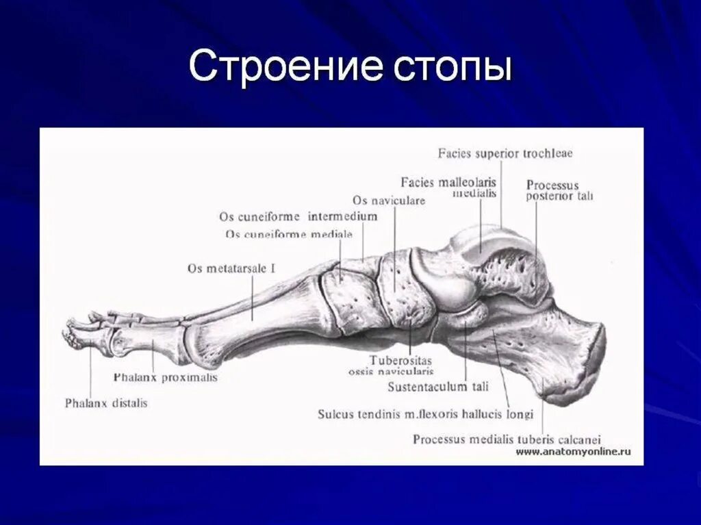 Медиальная клиновидная кость стопы. Кости стопы человека анатомия. Кости стопы человека анатомия Синельникова. Медиальная клиновидная кость стопы анатомия.