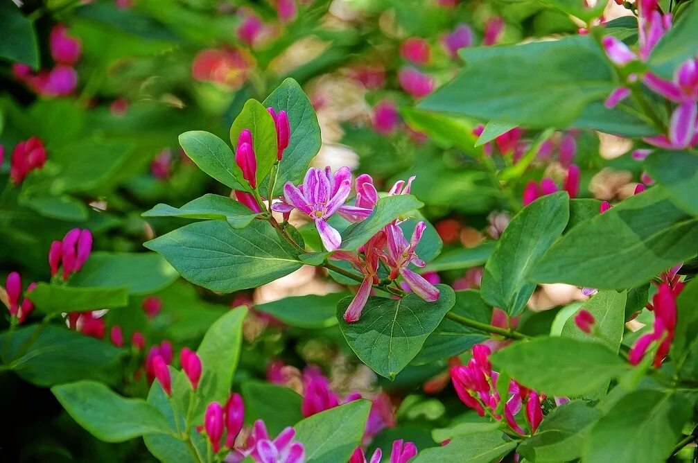 Жимолость фото. Жимолость Татарская ( Lonicera tataricum). Lonicera tatarica жимолость Татарская. Жимолость Татарская (Lonícera tatárica). Жимолость Татарская Рубра.