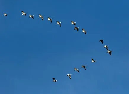 Bird example