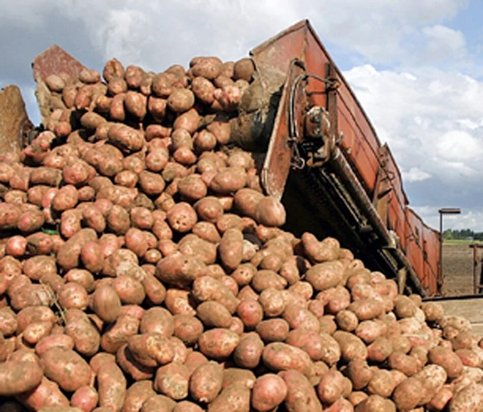 Купить картофель в ленинградской области. Сельское хозяйство картошка. Производители картофеля. Картофель хозяйство. Растениеводство картофель.