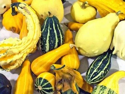 Squash vegetable