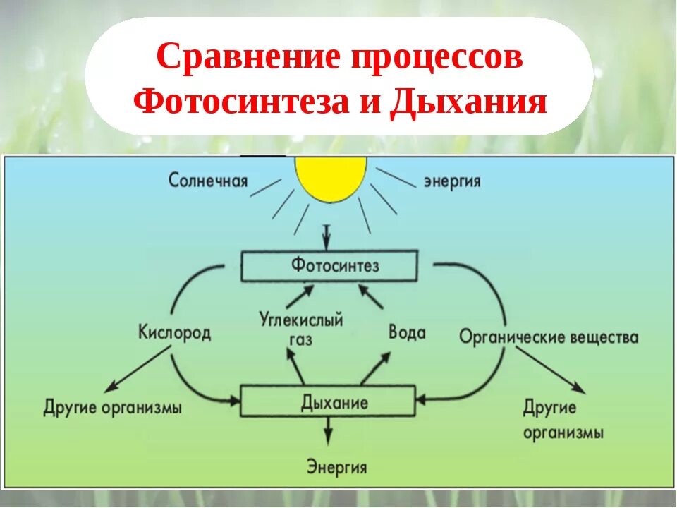 Обмен веществ растений урок. Схема дыхания растений 6 класс биология. Схема фотосинтеза и дыхания растений. Схема процесса дыхания растения 6 класс. Биология 6 класс схема по обмен веществ.