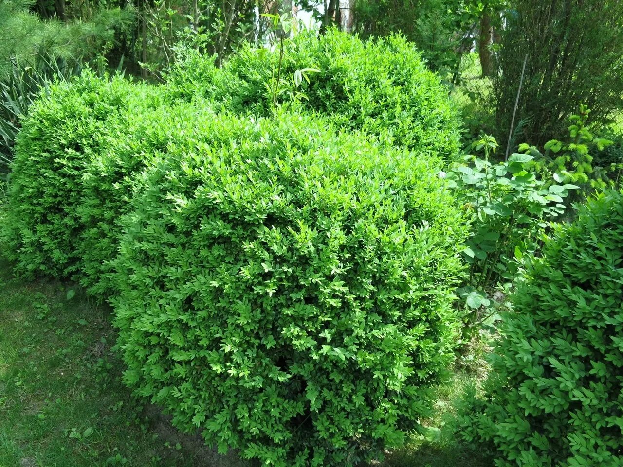 название вечнозеленых кустарников. самшит мелколистный faulkner. бересклет буксус. самшит буксус вечнозеленый. название вечнозеленых кустарников.