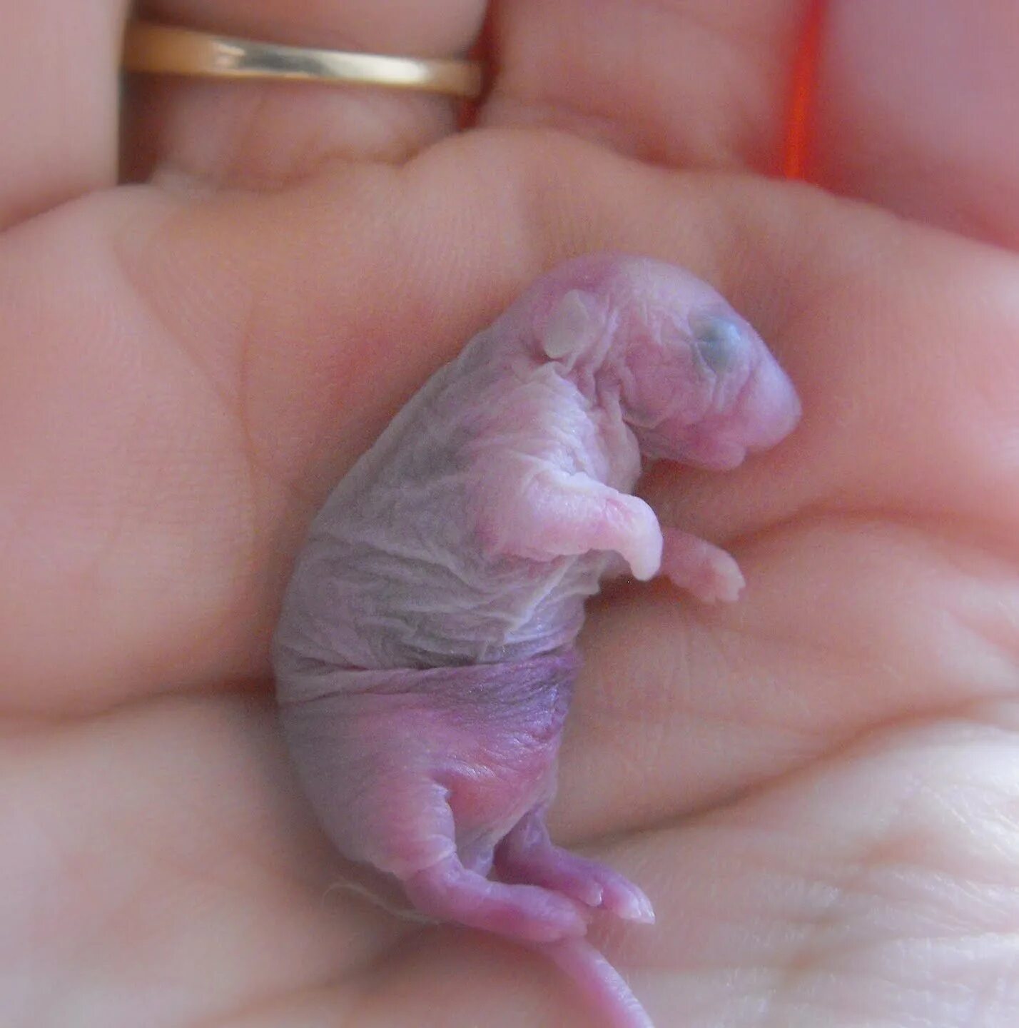 Новорожденные детеныши мыши. Новорожденные крысята Дамбо. Маленькие крысята Дамбо новорождённые. Новорожденный крысенок Дамбо. Крысы Дамбо Детеныши.