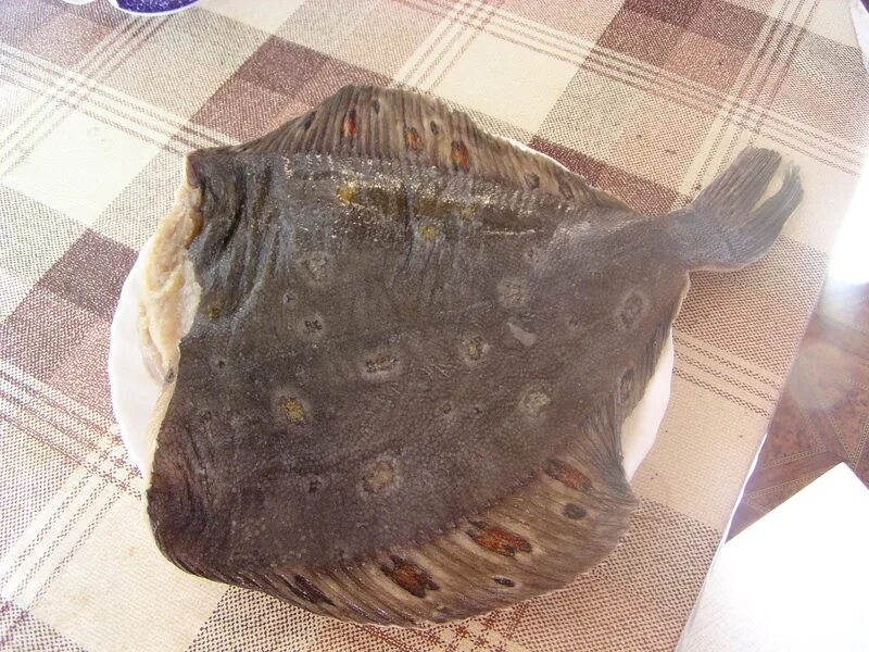 икра черноморской камбалы. камбала вкусная ли рыба. азовская камбала глосса. разделать камбалу для жарки. камбала балтика.