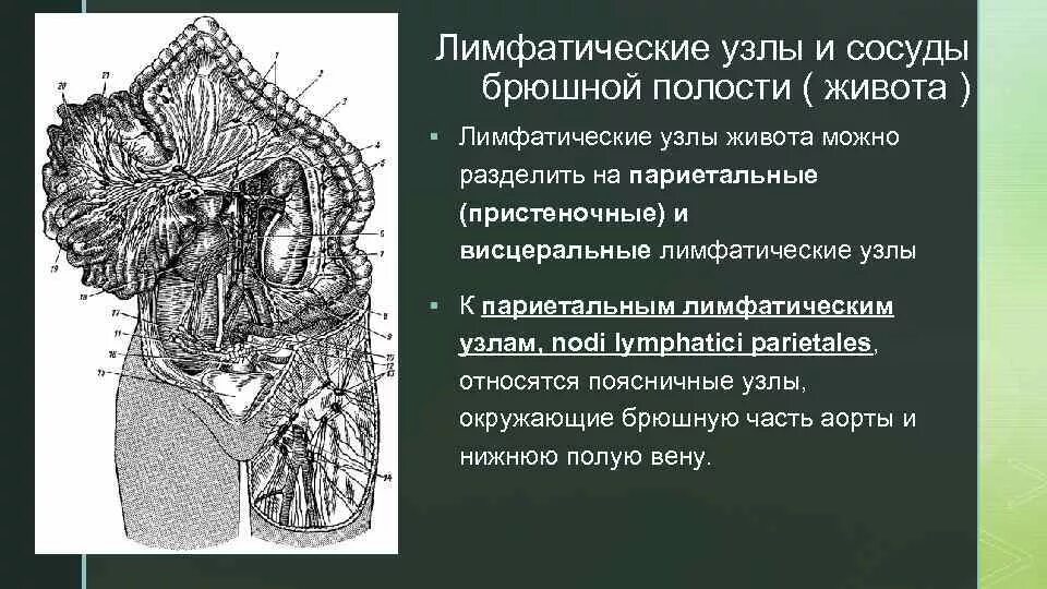 Миомы и фибромиомы матки. Верхние брыжеечные лимфоузлы. Лимфоузлы брыжейки толстой кишки. Забрюшинные лимфоузлы на узи. Лимфоузлы ободочной кишки.