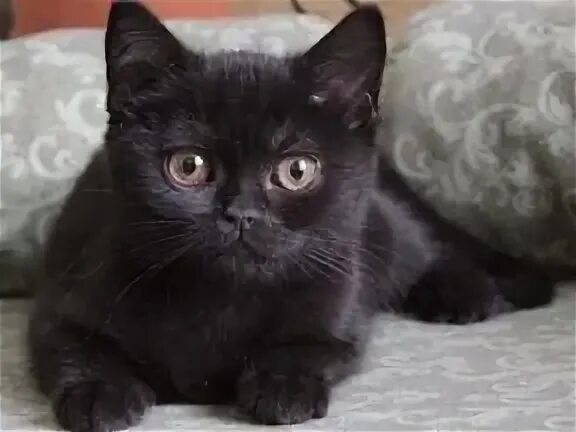 Британские котята купить на Зозу.ру