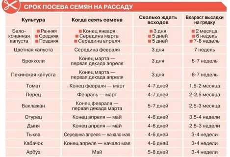 How not to be late with sowing: we determine the time for planting seeds for ANY