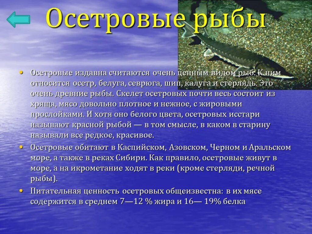 Сколько живет осетр