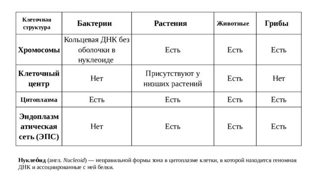 Сравнение бактерий грибов и растений. Хромосомы в клетках бактерий грибов растений и животных. Сравнение строения клеток растений животных грибов и бактерий. Хромосомы животных растений грибов и бактерий. Нуклеоид у растений животных грибов бактерий.