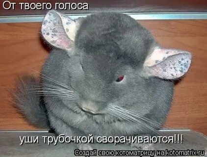 Уши шиншиллы