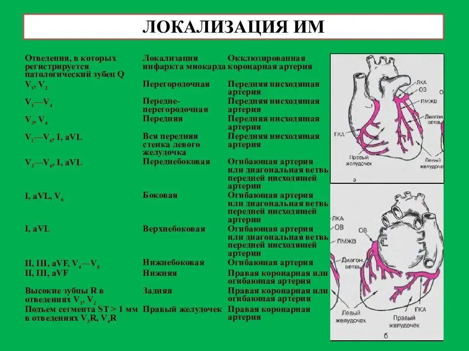 3 отделы левого желудочка сердца