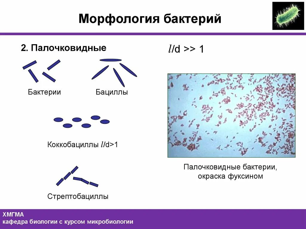 бактерии bacillus. палочковидные бактерии бациллы. палочковидные бактерии бациллы. бациллы относятся к.  палочковидные бактерии (палочки).