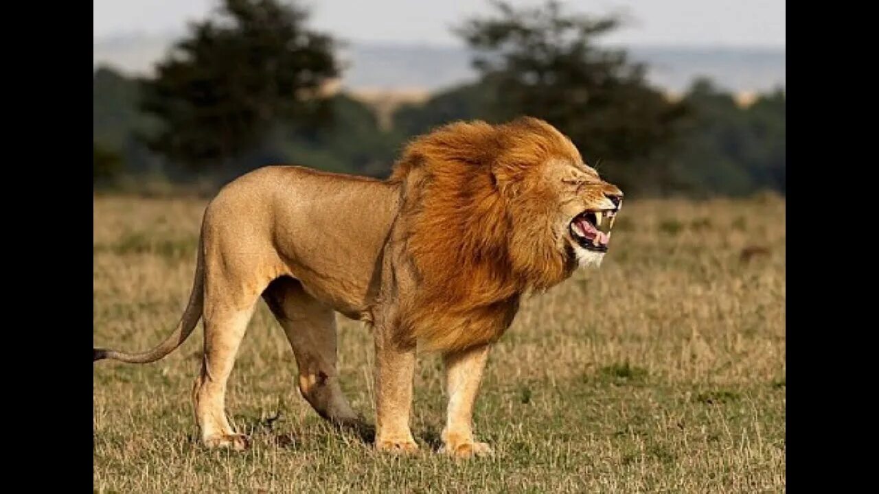 Лев рычит. Рыкающий Лев. Злой Лев. Африканский Лев.