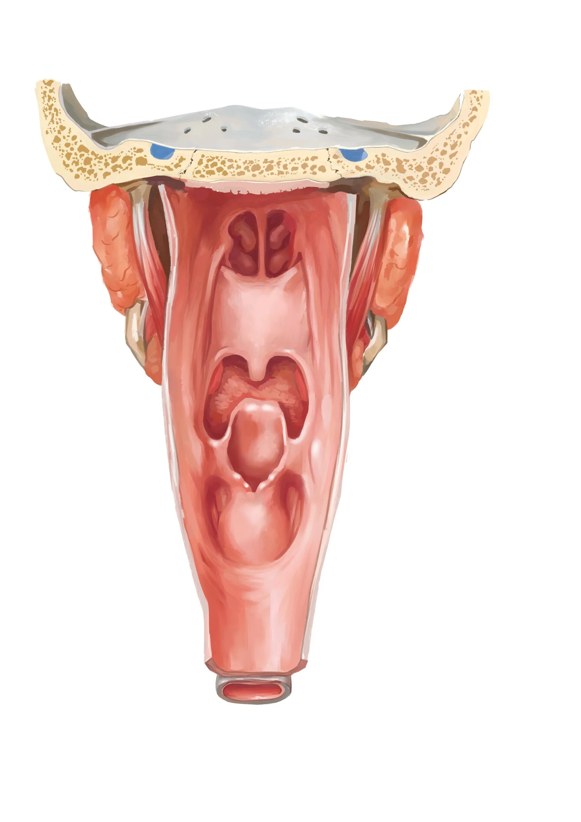 Глотка пронизана. Надгортанник анатомия. Анатомия гортани надгортанник. Лепесток надгортанника.