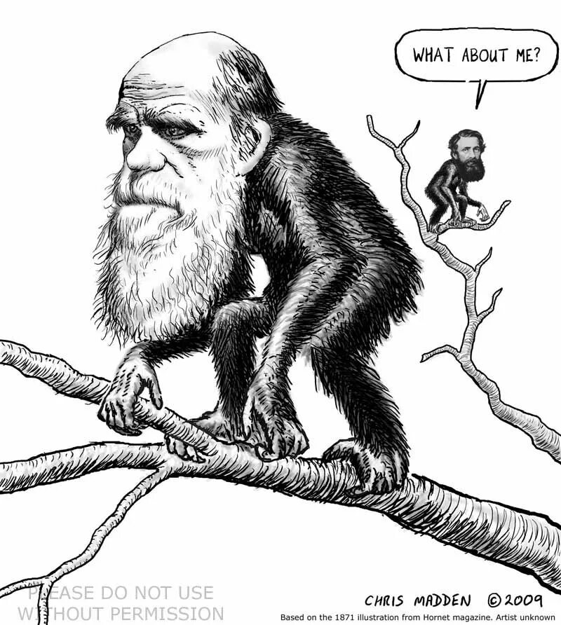 дарвин обезьяна