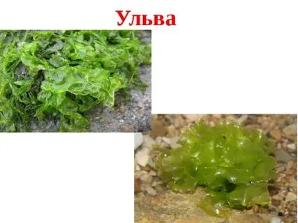 Ульва какая среда