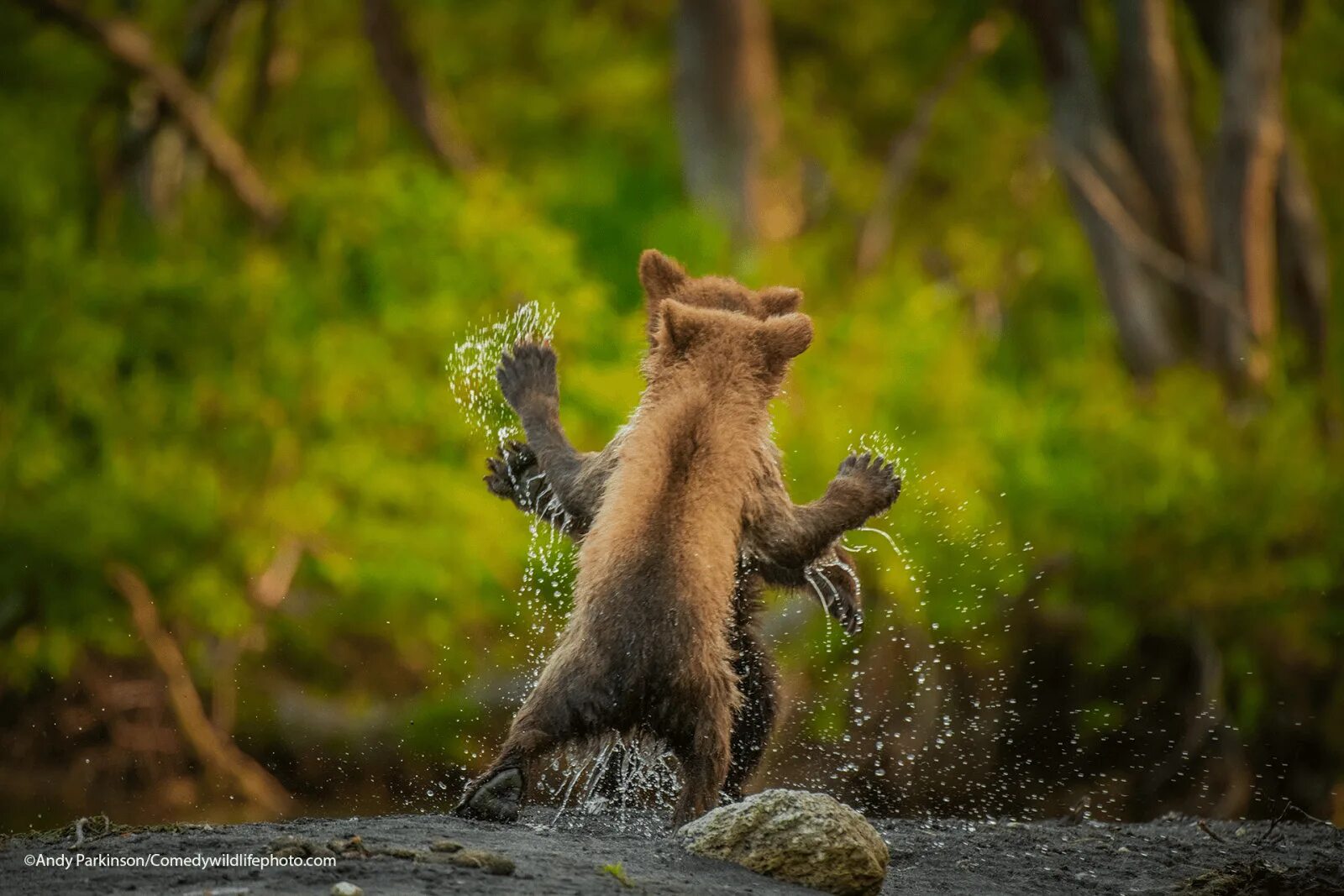 Премия comedy Wildlife Photography. Забавные снимки дикой природы. Финалисты конкурса comedy Wildlife Photography Awards:. Прикольные картинки природы.