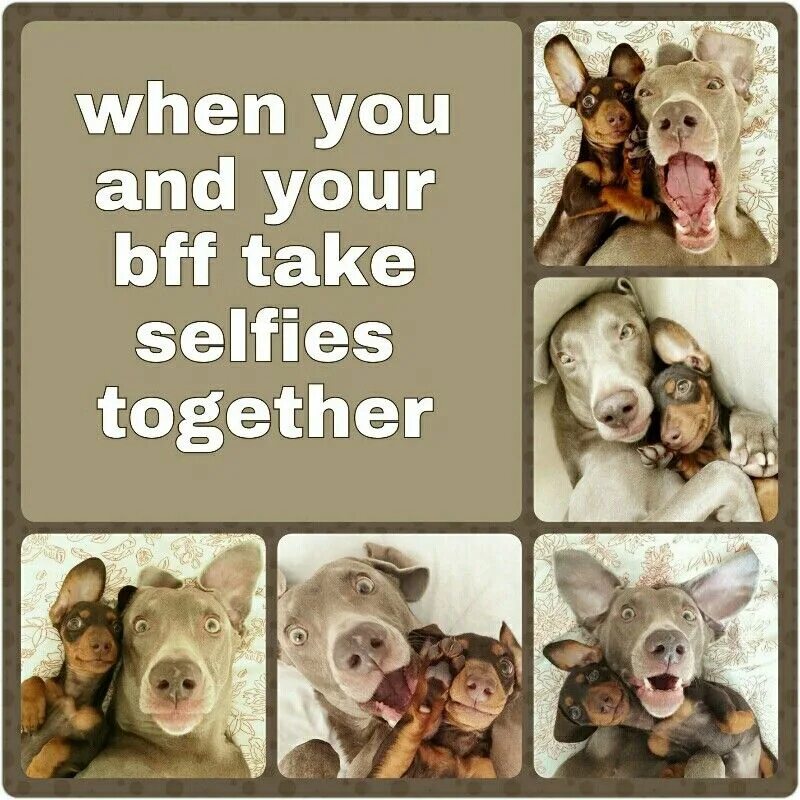 My dog best friends. Memes about Dogs being best friends.