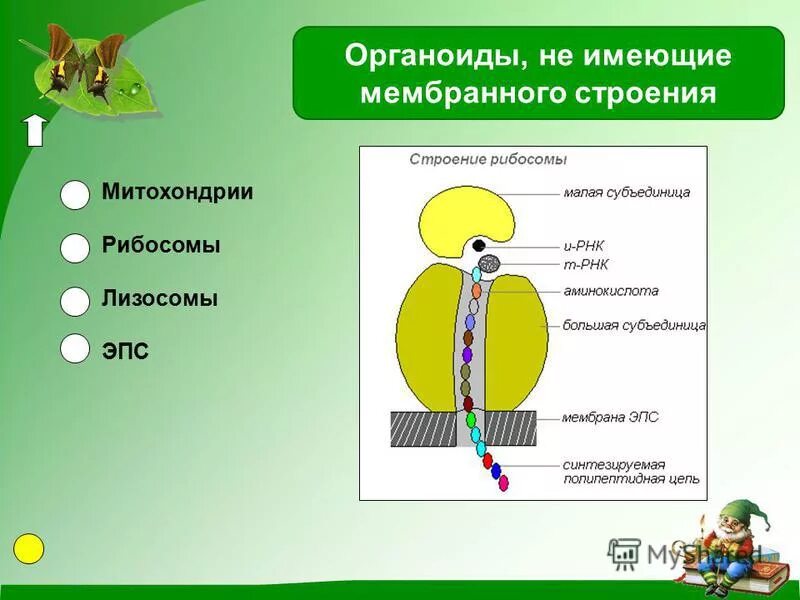 Строение плазматической мембраны клетки. Схема строения биологической мембраны биохимия. Функции плазматической мембраны схема. Не содержат мембранных структур. Плазматическая мембрана структура и функции.