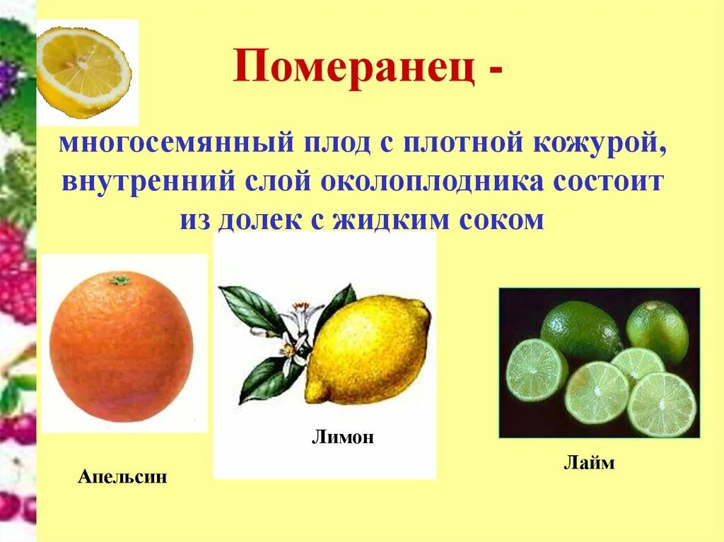 Сухие многосемянные плоды. Сухие односемянные плоды. Сухие плоды это в биологии многосемянные. Плод односемянный или многосемянный. У каких растений многосемянный плод.
