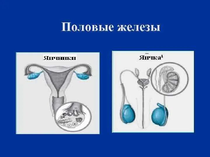 Большие половые железы. Половые железы. Мужские и женские половые железы. Строение половых желез человека. Женские половые железы.