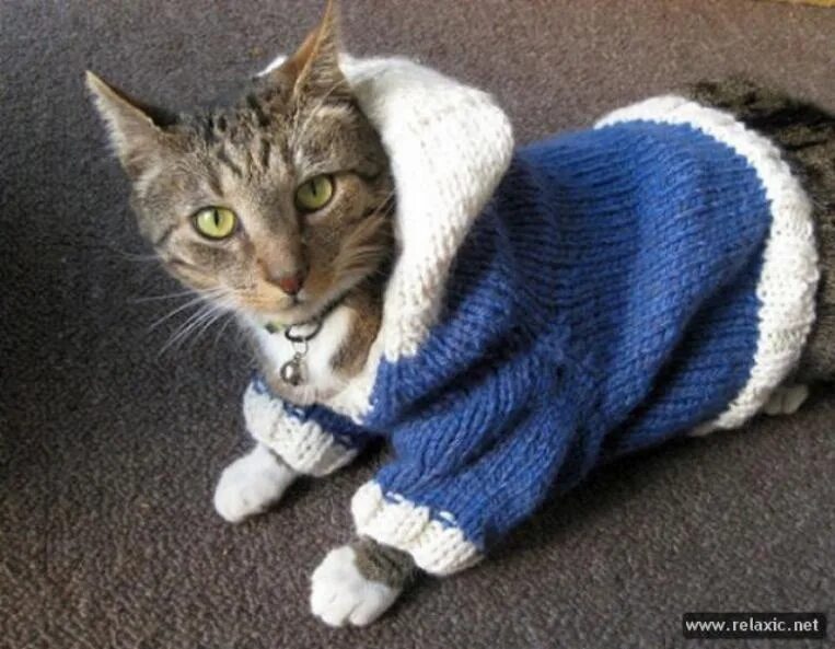 Кот в кофте. Одежда для кошек. Вязаная одежда для кошек. Вязаные вещи для кошек. Вязаная одежда для котиков.