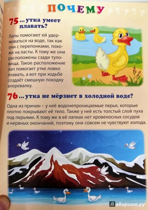 Почему утки не мерзнут в воде. Почему утки не мерзнут в воде
