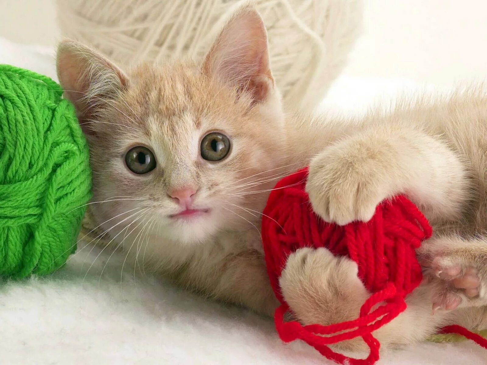 Как сделать красивого котенка. Как сделать красивого котенка