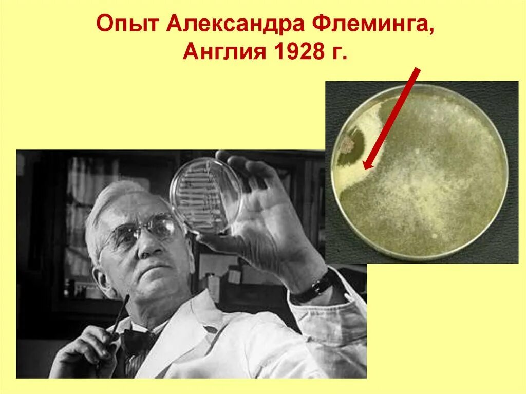 Александром флемингом в 1928 год. Эксперимент флеминга. Эксперимент флеминга. Флеминг ученый. Флеминг пенициллин 1928.