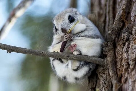 珍 し い 動 物 達 on Twitter Japanese dwarf flying squirrel, Flying squirrel.