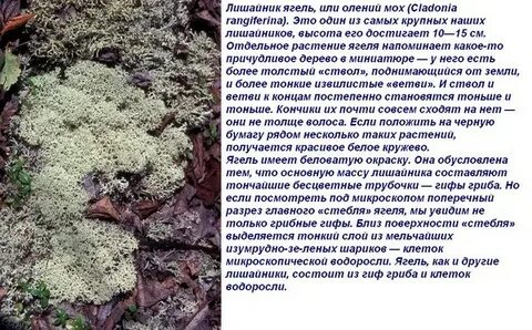 Олений мох это автотрофы