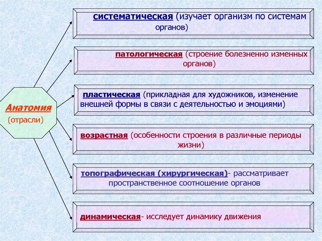 Отрасли анатомии. Систематическая анатомия изучает. Введение в патологическую анатомию презентация. Особенности анатомии детской отрасли.