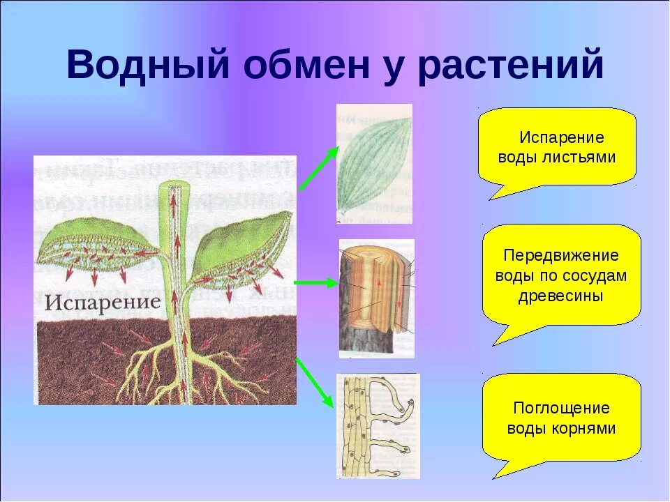 Транспирация воды у растений. Водный обмен растений. Процесс поглощения воды растением. Транспирация схема.