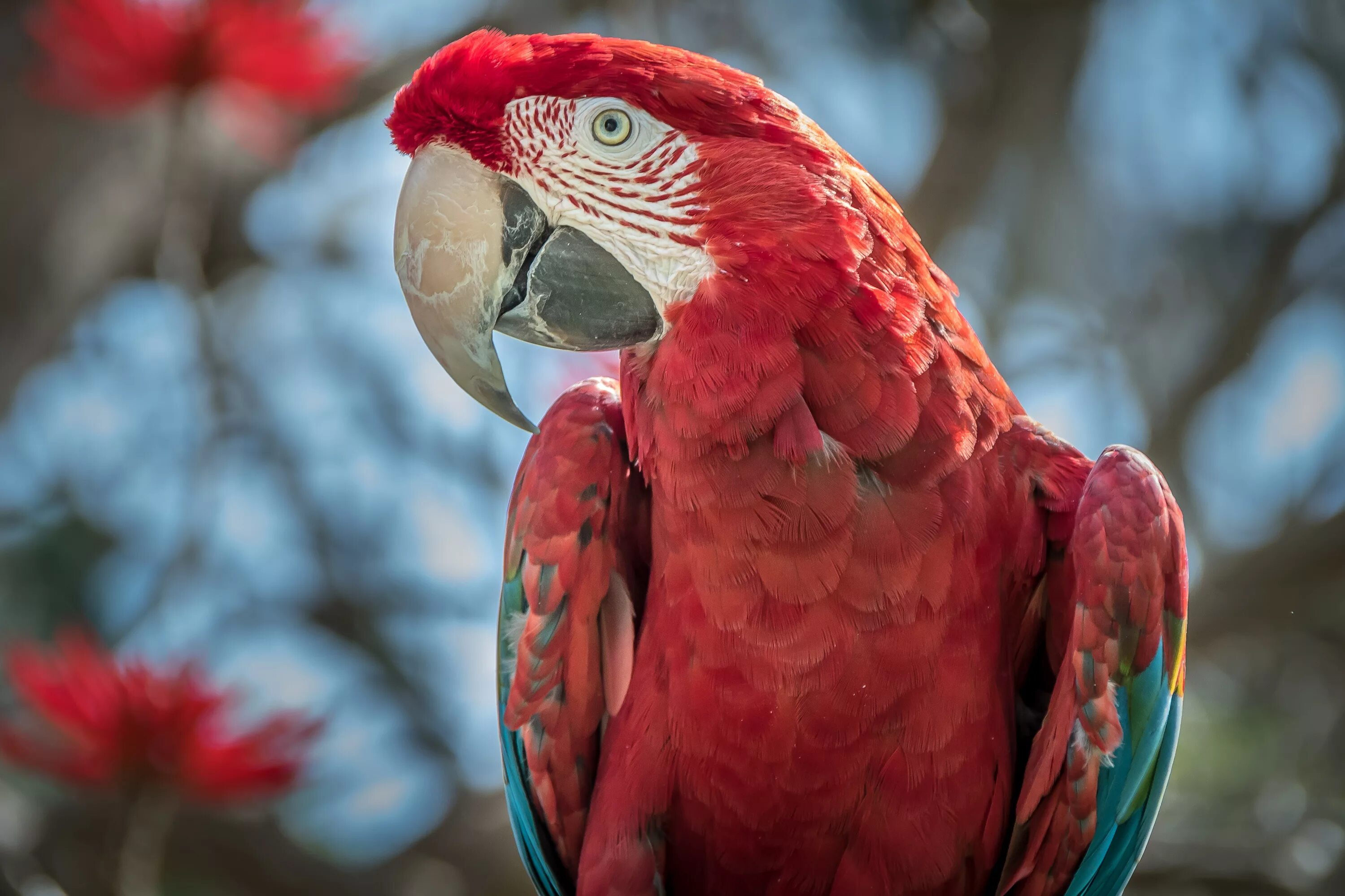 Red parrot