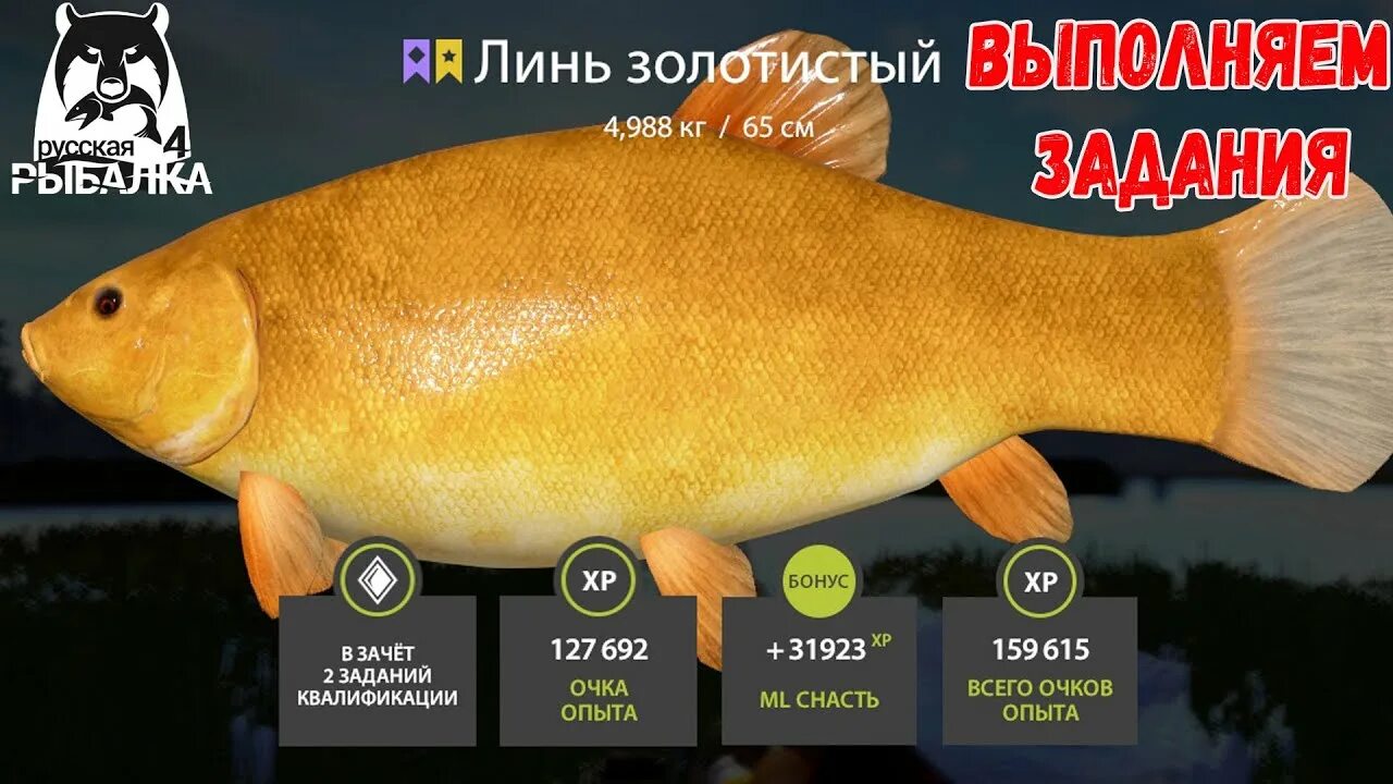 РУССКАЯ РЫБАЛКА 4 RF4 - ЛИНЬ, ОЗ.СТАРЫЙ ОСТРОГ - YouTube