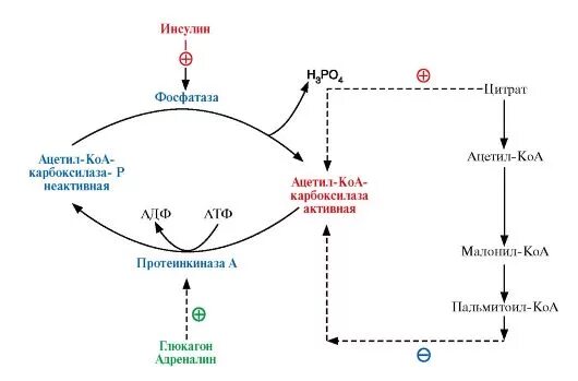 активность фермента ацетил-коа-карбоксилазы. ацетил-коа-карбоксилаза катализирует. регуляция синтеза жирных кислот биохимия. коа карбоксилаза. схема регуляции ацетил-коа-карбоксилазы.