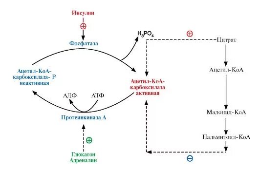 Установите последовательность этапов получения инсулина. Регуляция активности ацетил КОА карбоксилазы. Схема регуляции ацетил-КОА-карбоксилазы. Регуляторный фермент синтеза жирных кислот. Механизм регуляции активности ацетил-КОА-карбоксилазы.