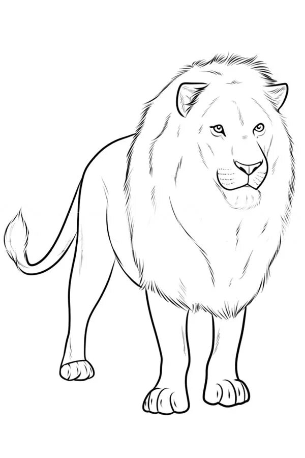 Лев рисунок карандашом для детей. Лев для срисовки. Картинки Льва для срисовки. Срисовка Льва лёгкая. Как нарисовать любое животное