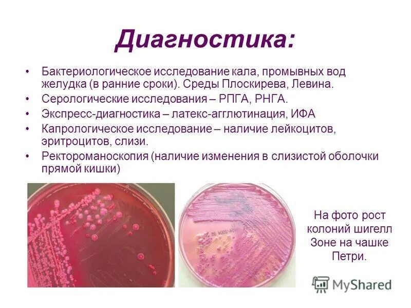 Исследования на шигеллы. Исследования на шигеллы. Исследования на шигеллы. Экспресс метод диагностики шигеллезов. Методы микробиологической диагностики шигеллеза.